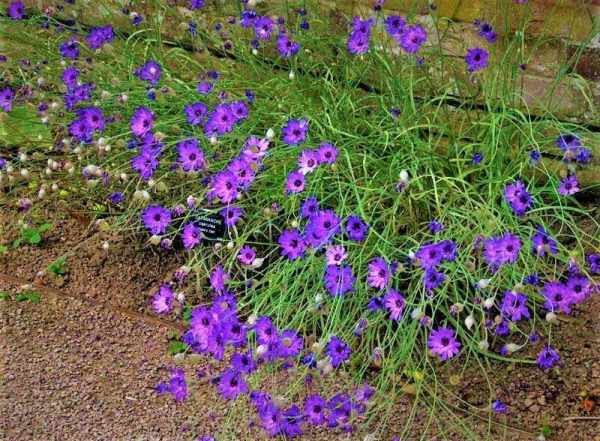 Редкие красивые садовые цветы: катананхе – цветок небесного цвета